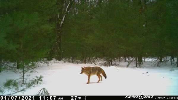 Michigan Trail Cameras