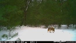 Michigan Trail Cameras