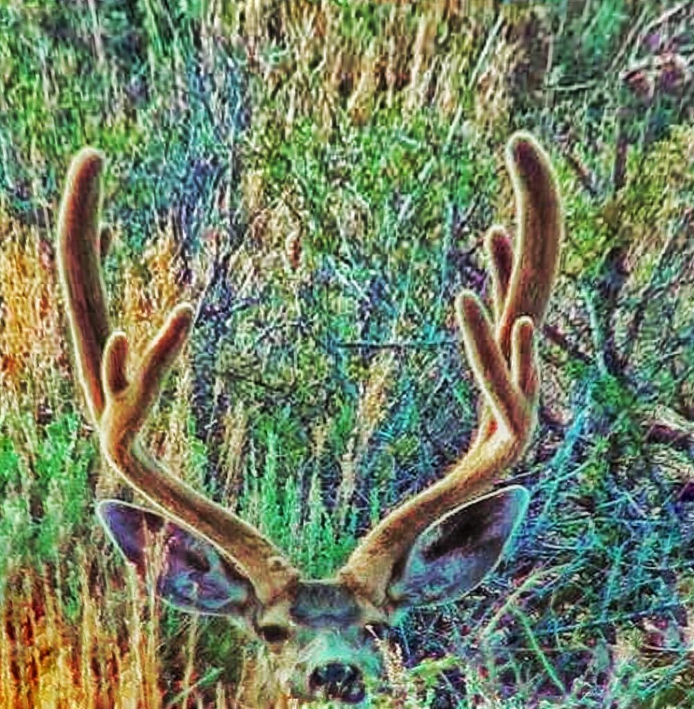 Mule deer backyard trail camera