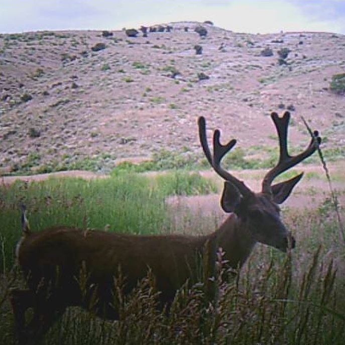 Mule Deer buck backyard trail camera