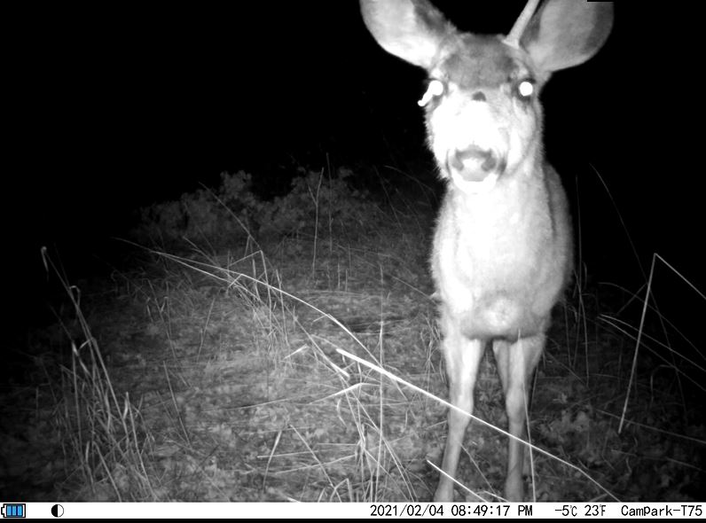 Weird Mule deer buck Backyard trail camera