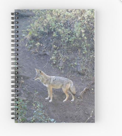 coyote notebook backyard trail camera