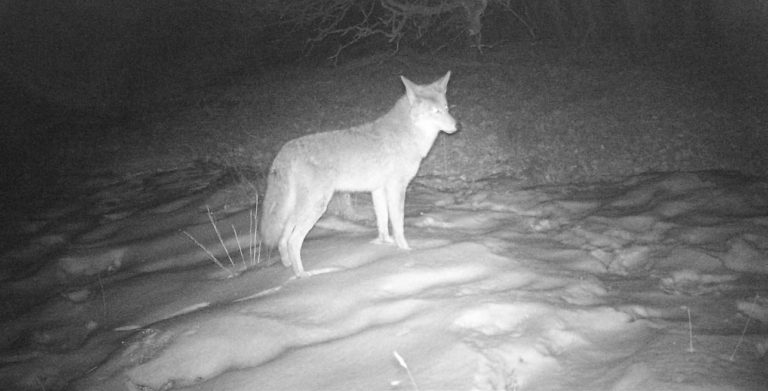 Coyote Trapping Trail Cam - Backyard Trail Camera