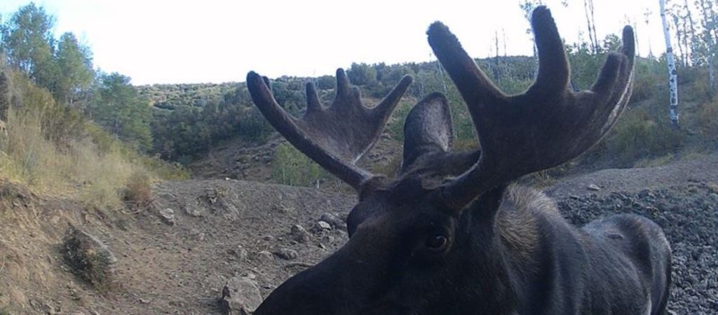 Shiras moose in velvet backyard trail camera