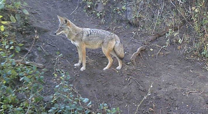 coyote backyard trail camera