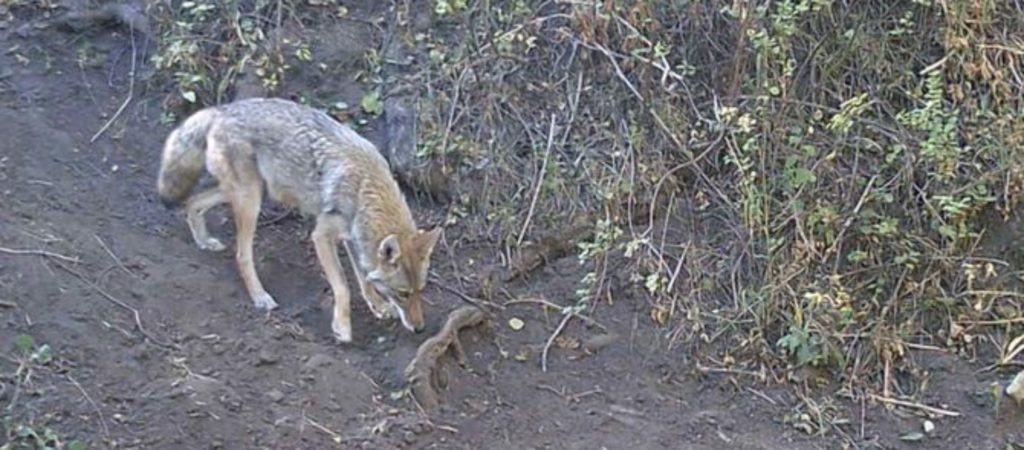 Coyote backyard trail camera