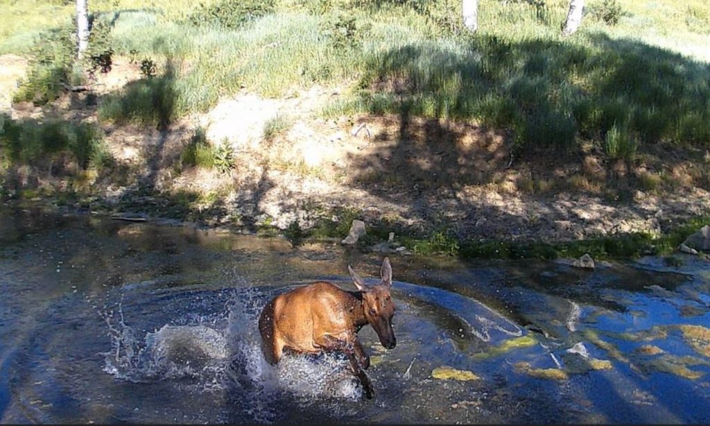 elk backyard trail camera