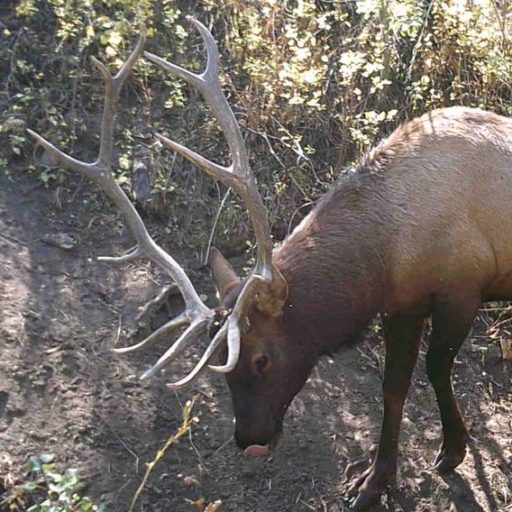 Bull elk backyard trail camera