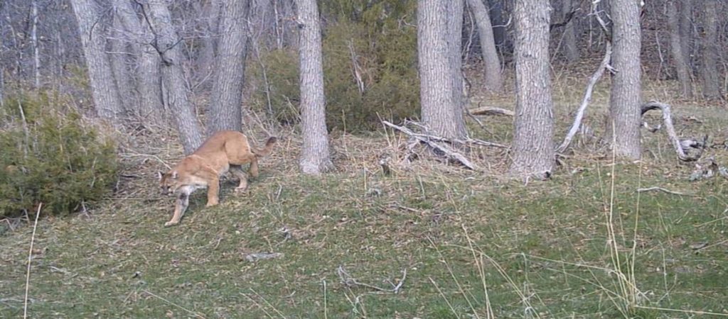 mountain lion backyard trail camera