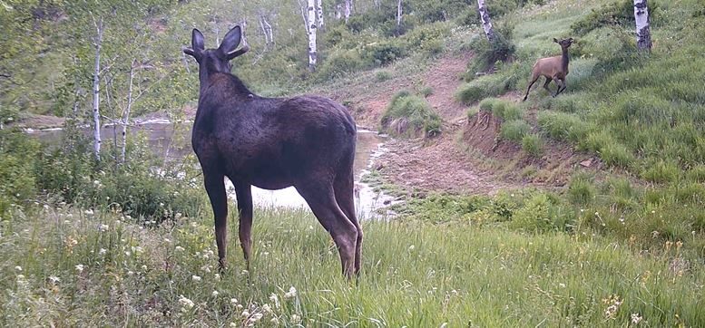 Moose and Elk backyard trail camera