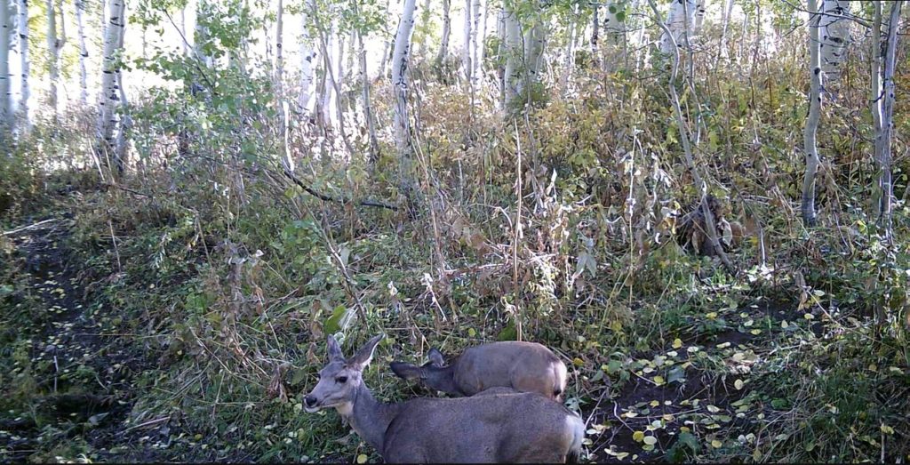 deer backyard trail camera