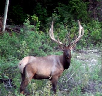 bull elk backyard trail camera