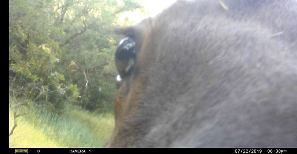 elk eye backyard trail camera