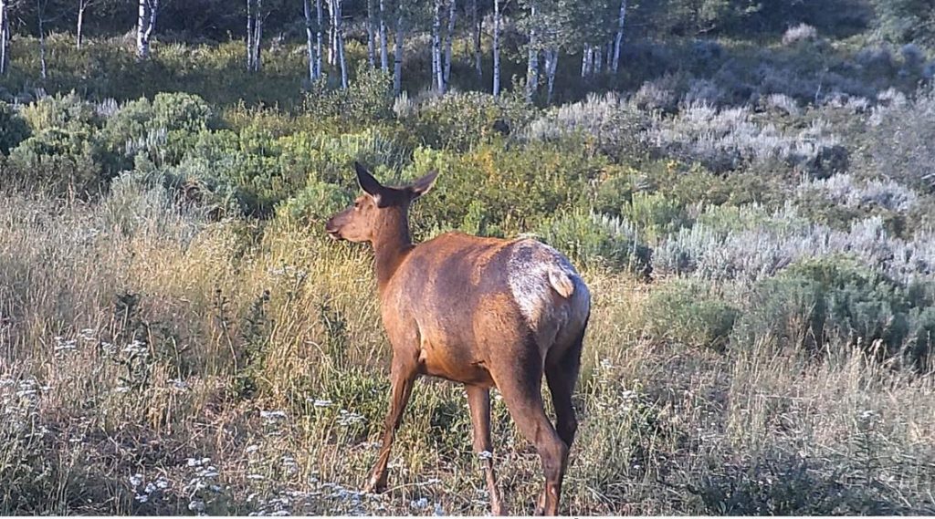 Best batteries for trail cameras backyard trail camera