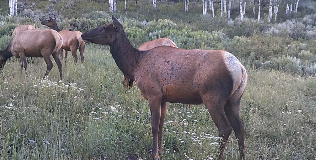elk female