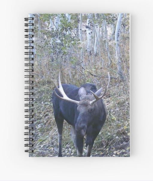moose notebook backyard trail camera