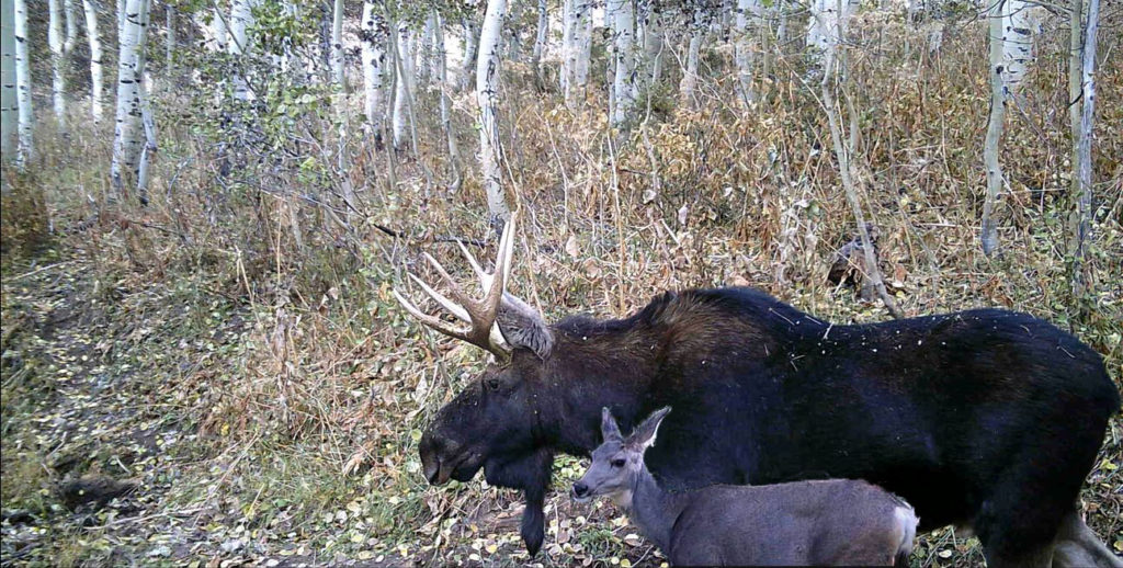 moose and mule deer backyard trail camera