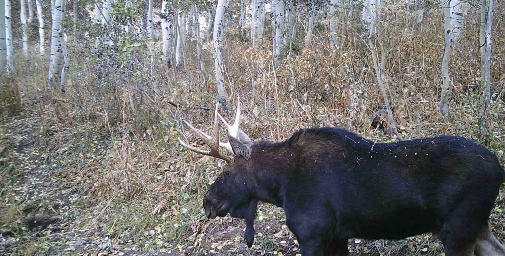 What is the Difference? Elk VS Moose - Backyard Trail Camera