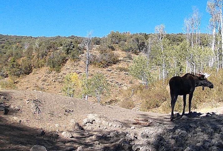 Moose trail camera