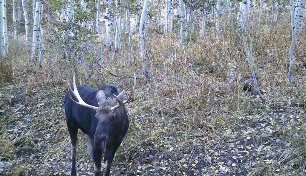 Provo Trail Cameras - Backyard Trail Camera