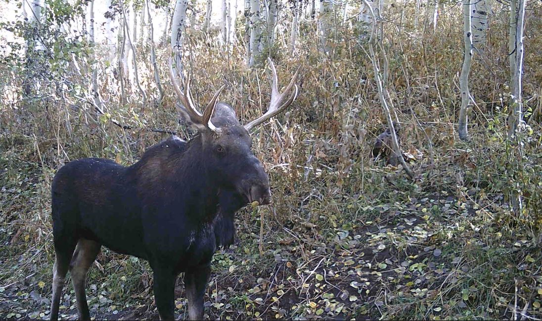 Best batteries for trail cameras backyard trail camera