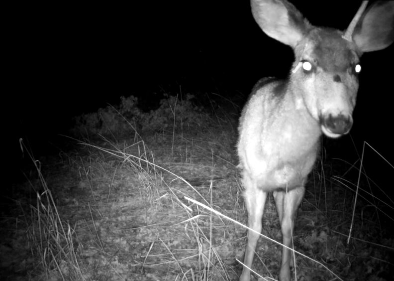 Weird mule deer buck backyard trail camera