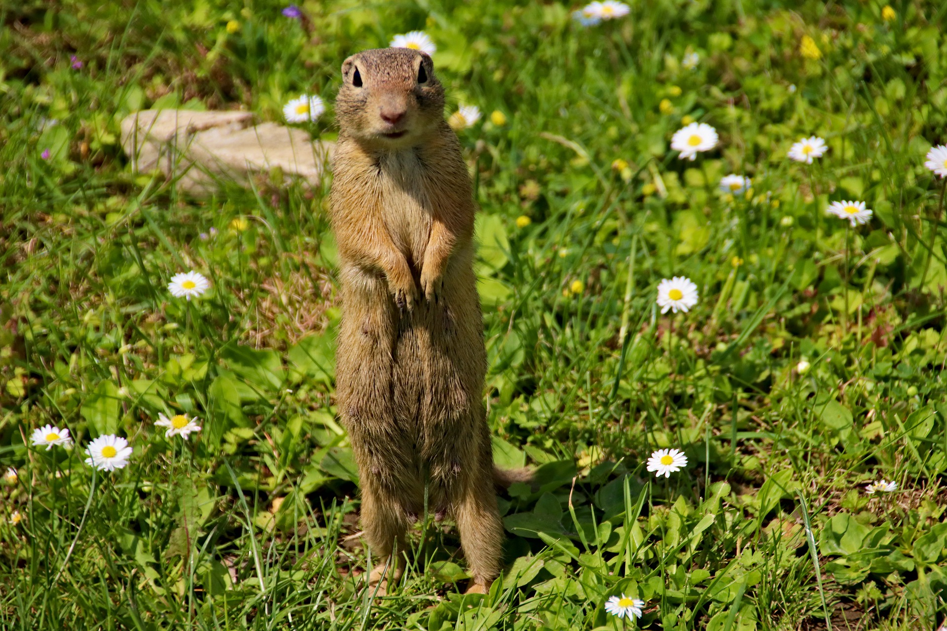 Wildlife in Utah, Mammals - Backyard Trail Camera