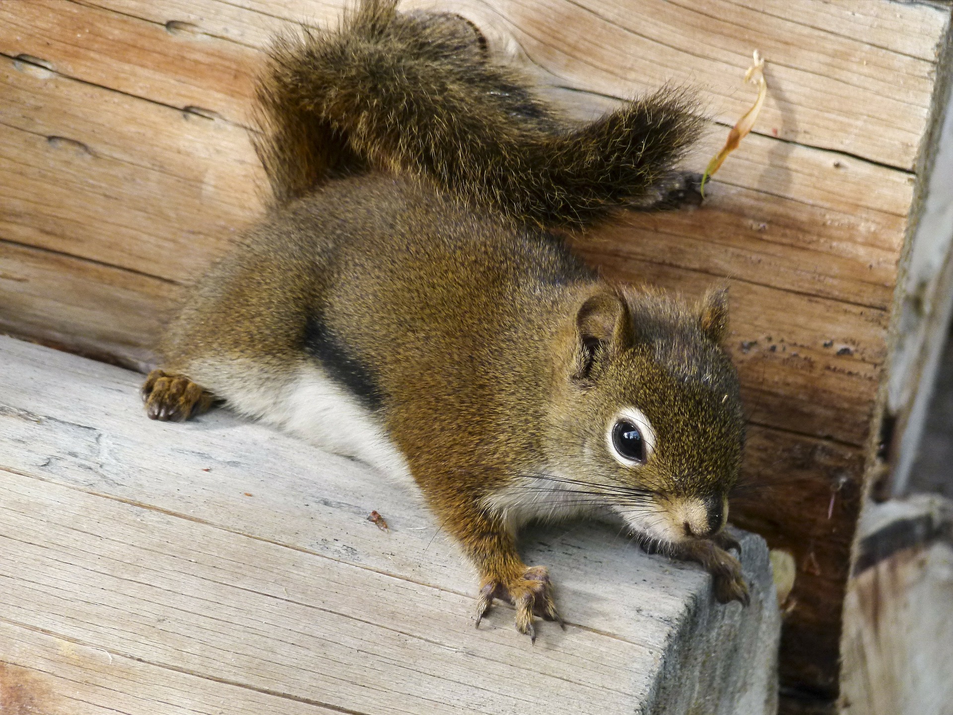 Can You Hunt Squirrels in Utah? - Backyard Trail Camera