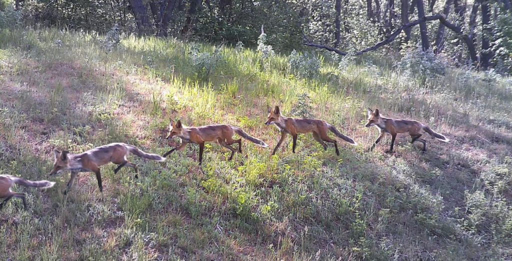 wildlife in Utah