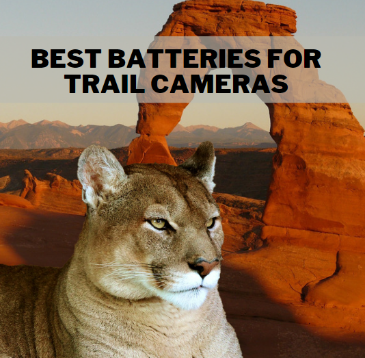 Best batteries for trail cameras backyard trail camera