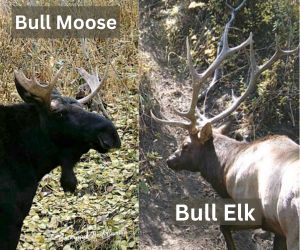 Bull Moose and Elk