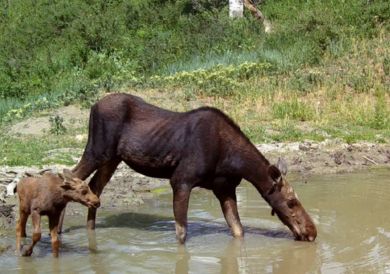 Cow and calf moose