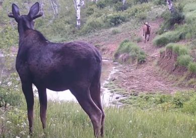 Moose and elk