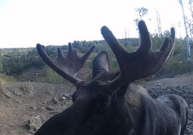 Bull moose antlers