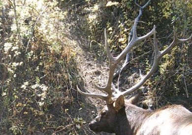 Bull Elk antlers