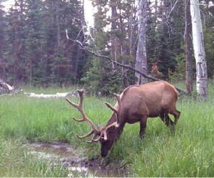 Utah Archery elk